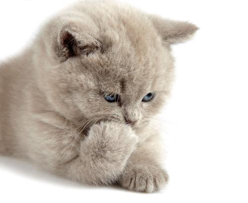 ͨ䲿Сͳ޾Ӫ߲泵ṩ