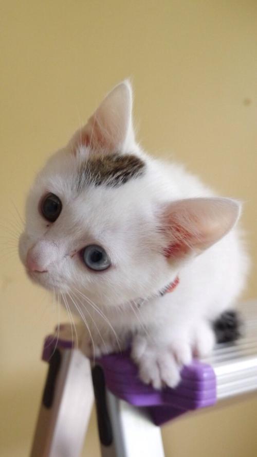 ͨ䲿Сͳ޾Ӫ߲泵ṩ