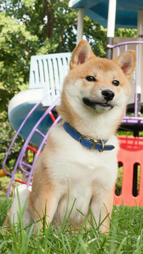 ж! 2020սͼ:48ɽ ¹ű